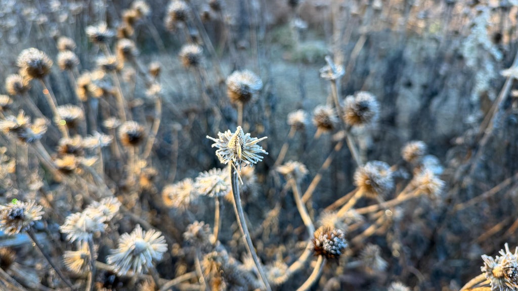 Breezy winds bring cool air to Minnesota, with first frost possible in the metro Friday night — WCCO / CBS Minnesota, Oviedo Sports news