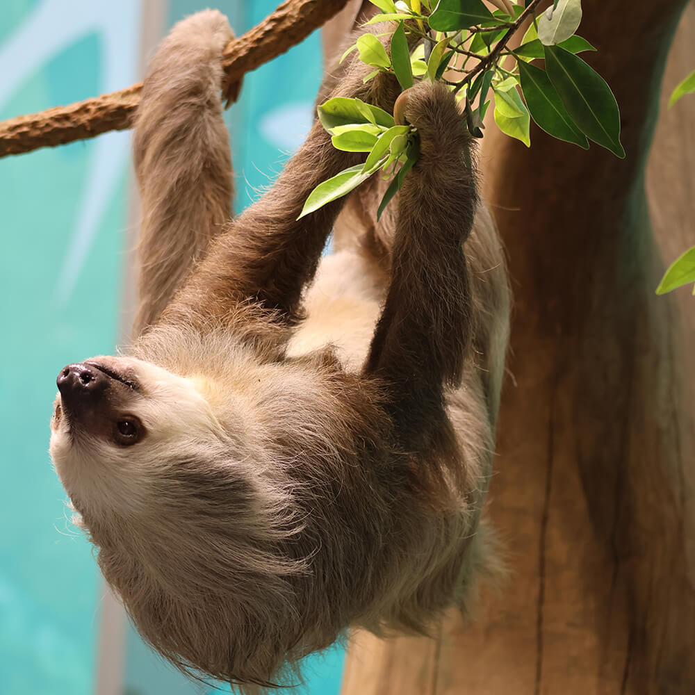 Orlando Science Center Earns Prestigious Accreditation for Animal Care — Bungalower Orlando