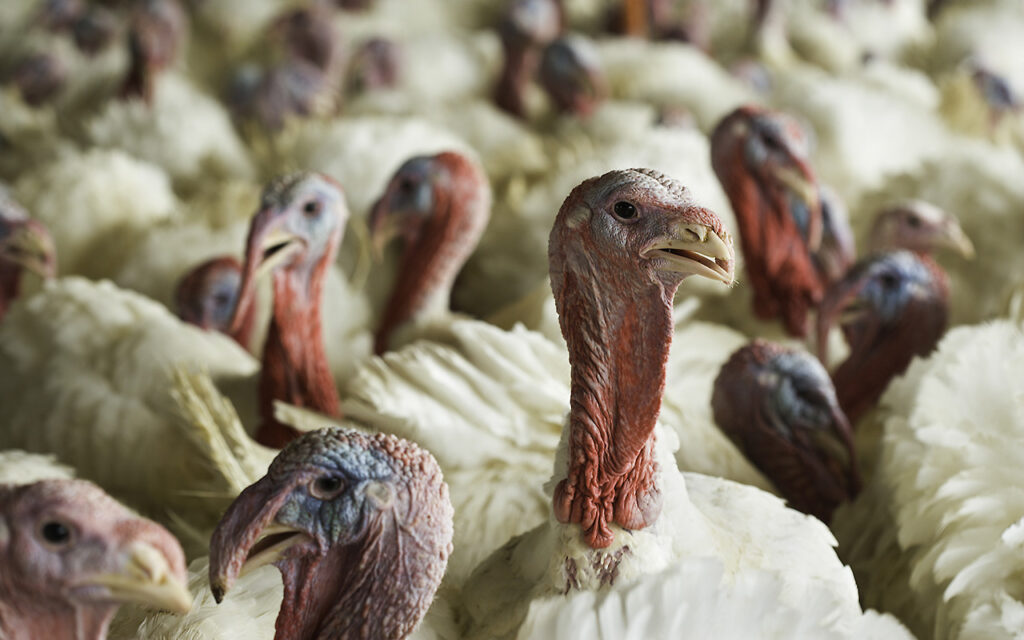 Bird flu detected in Iowa commercial flock for first time in nearly a year — Oviedo Health news