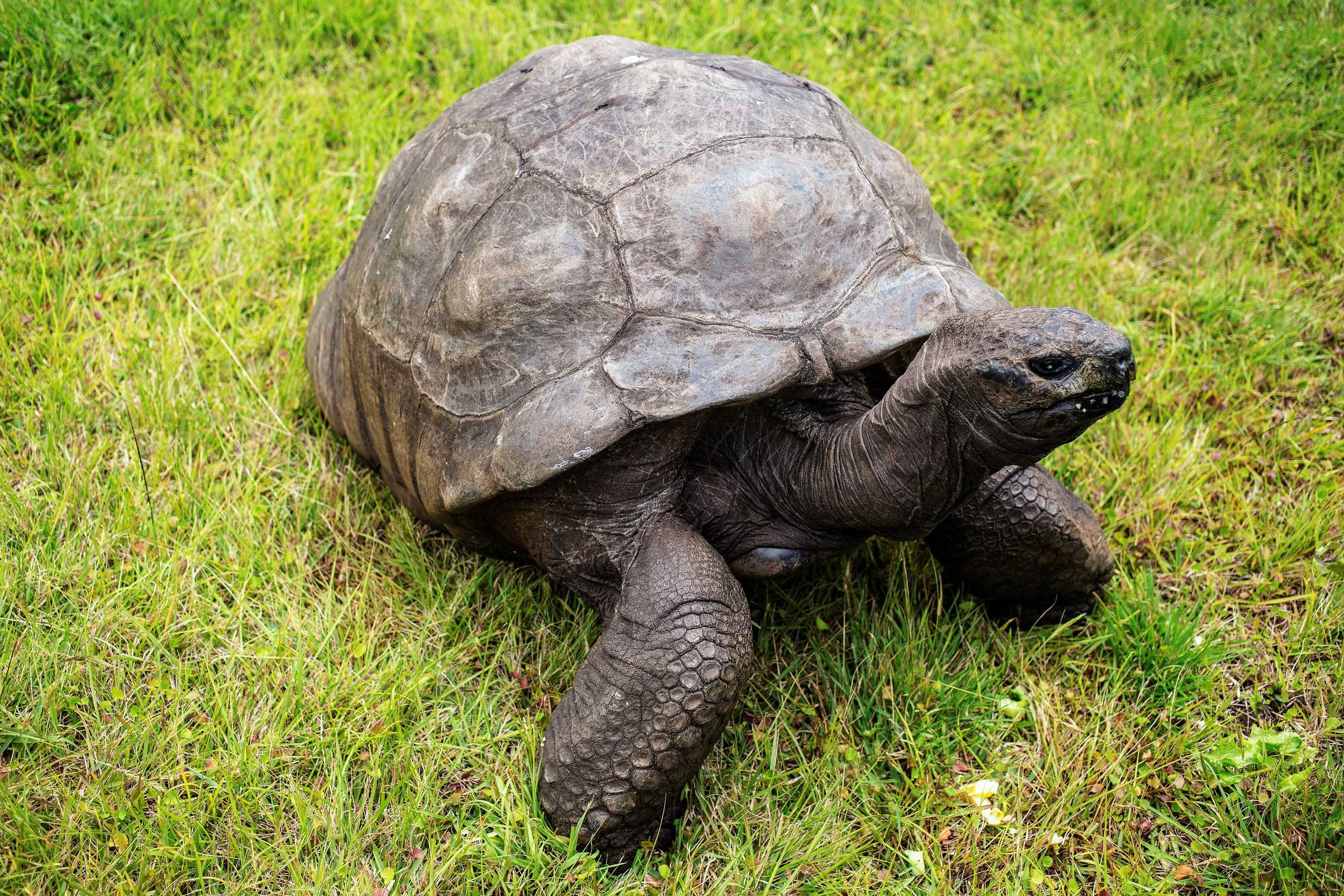 An 194-year-old tortoise named Jonathan is an anti-aging marvel and we finally know his secret — WESH 2 Orlando, Oviedo Community news
