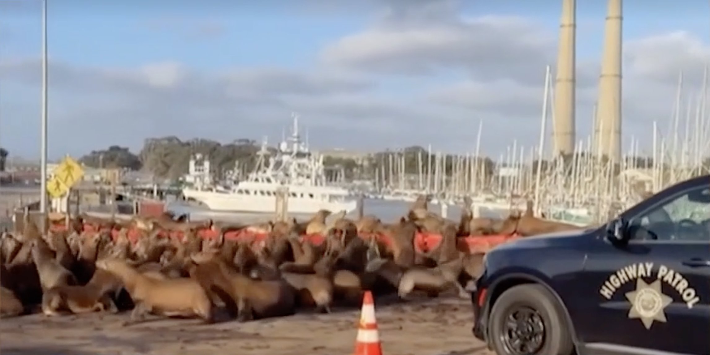 Sea lion swarm: Hundreds of sea lions take over California roadway — WESH 2 Orlando, Oviedo Community news