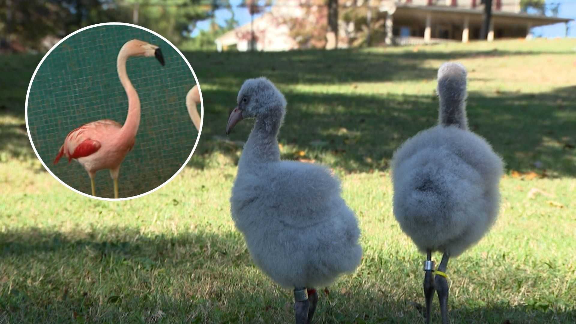 A zoo's flamingo produces chicks at record-setting 60 years old — WESH 2 Orlando, Oviedo Community news