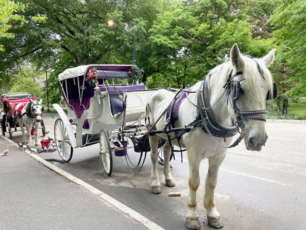 New York City's iconic horse-drawn carriages expected to take their last trot — WESH 2 Orlando, Oviedo Government news