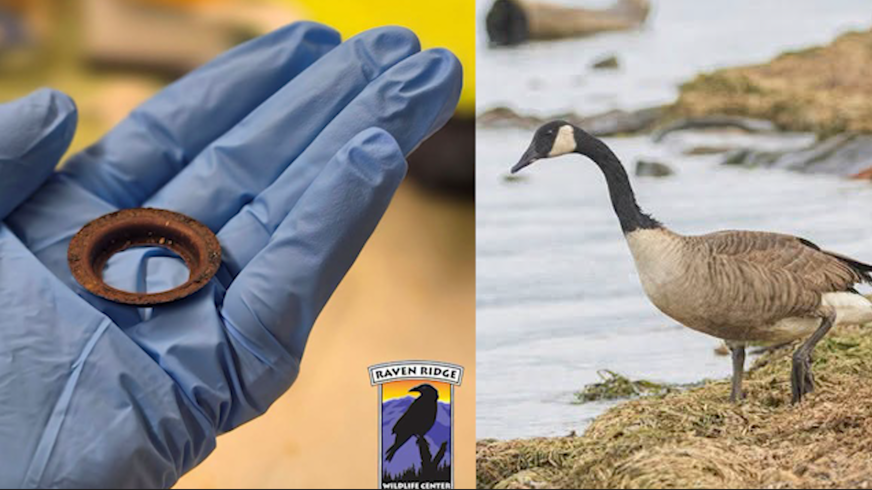 Canada goose saved after rusty metal ring found lodged in mouth — Oviedo Community news