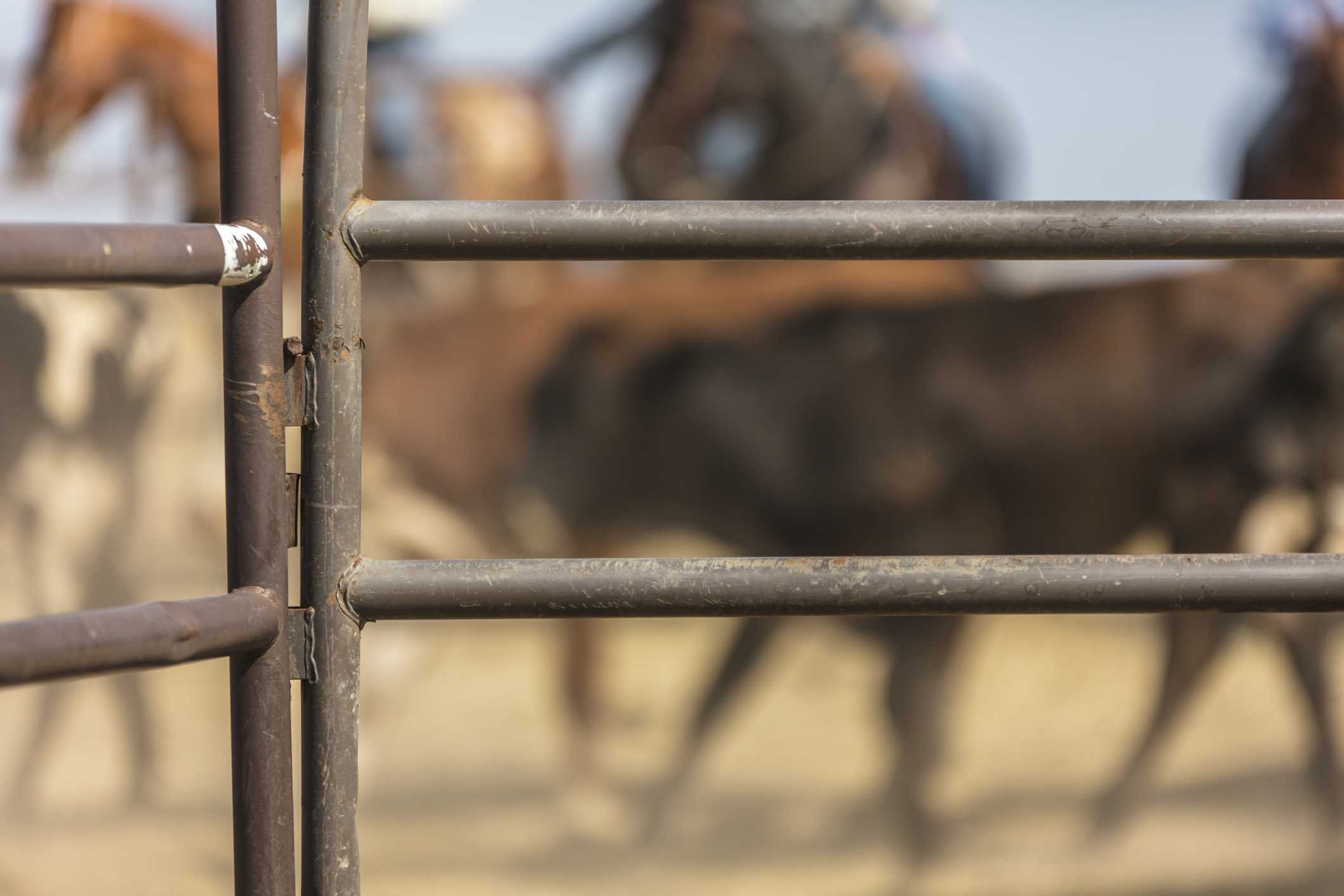 35-year-old bull rider identified after fatal accident at a rodeo in Ohio — WESH 2 Orlando, Oviedo Community news