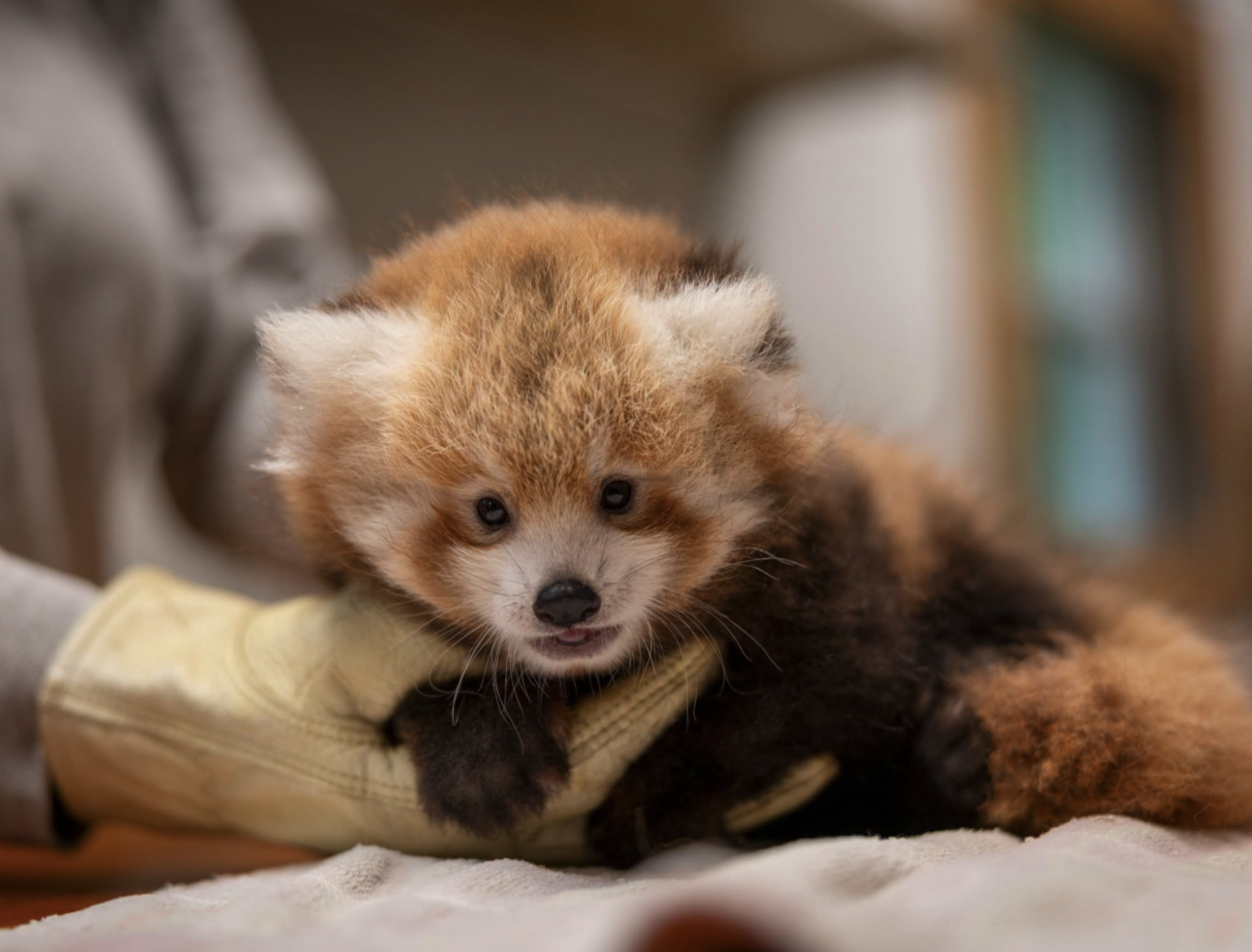 'We need your help': Smithsonian National Zoo Institute asks for help naming baby red panda — WESH 2 Orlando