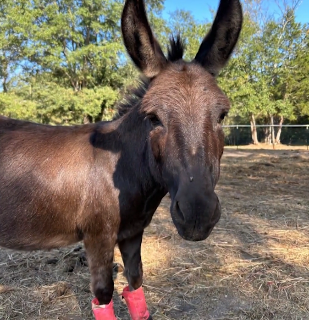 Hunter charged with shooting and killing a donkey on a South Carolina farm — WESH 2 Orlando