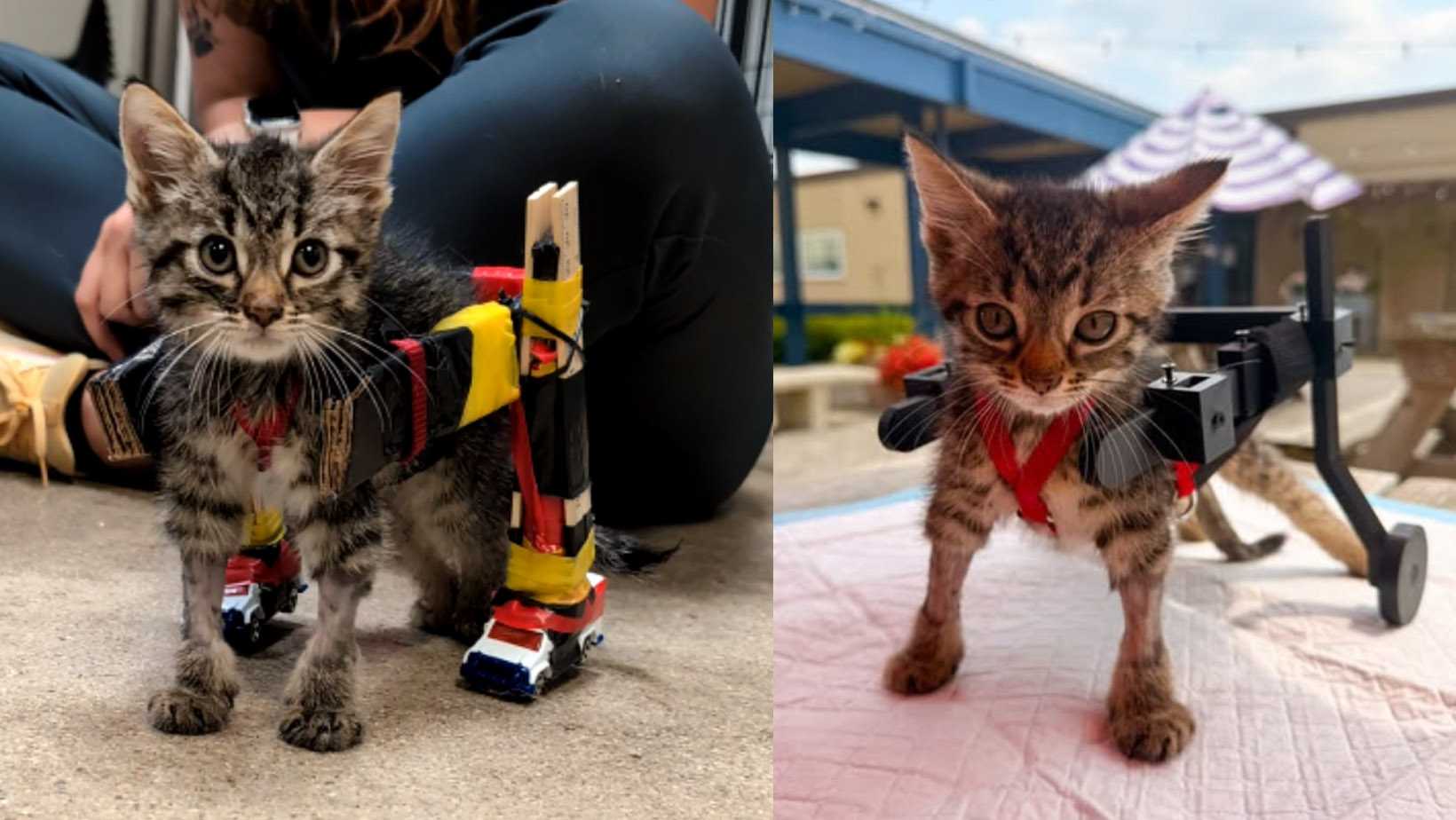 Viral foster kitten with custom-made wheelchair gets adopted — WESH 2 Orlando