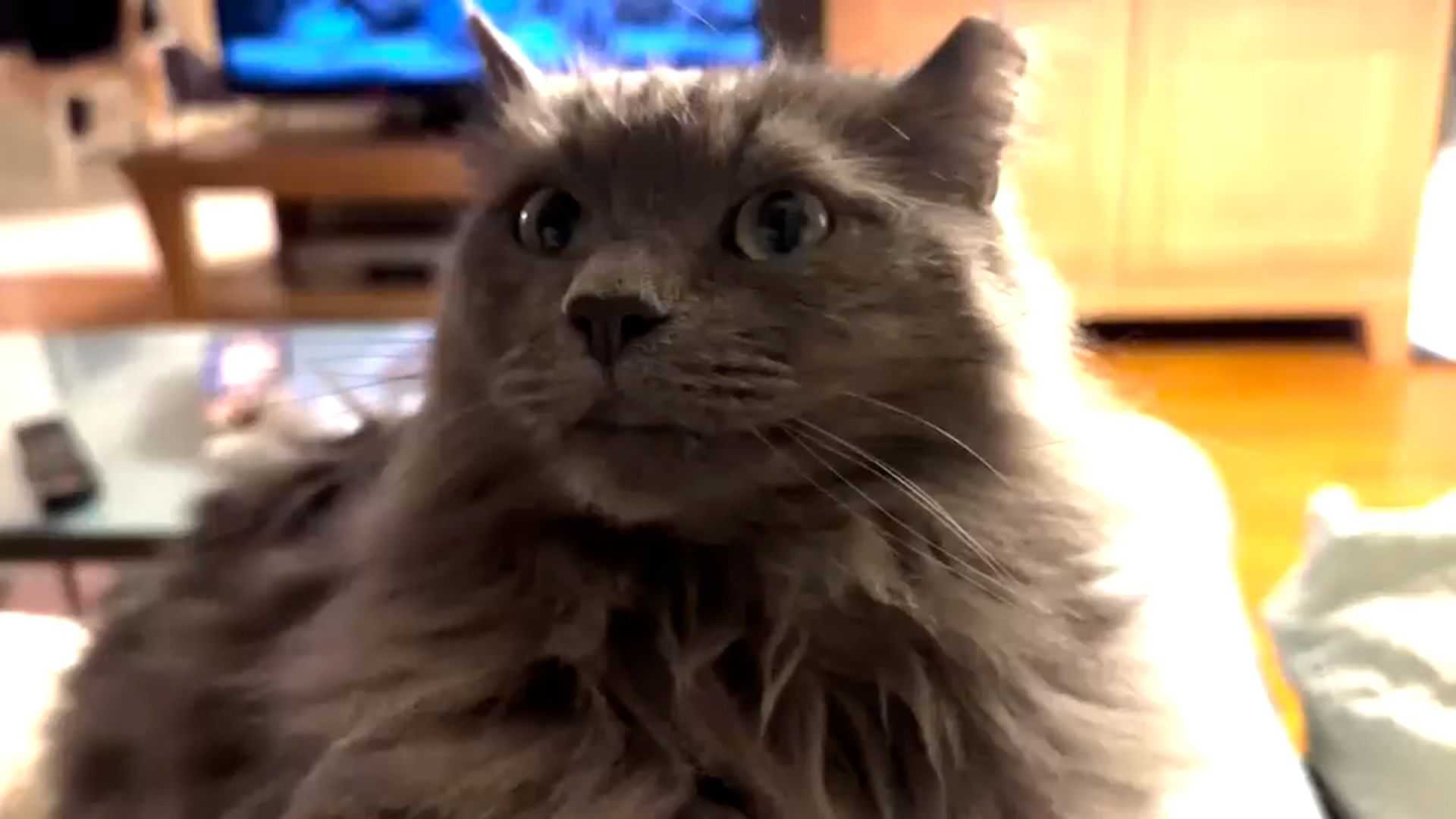 Cat missing 571 days reunited with Connecticut family after epic journey — WESH 2 Orlando