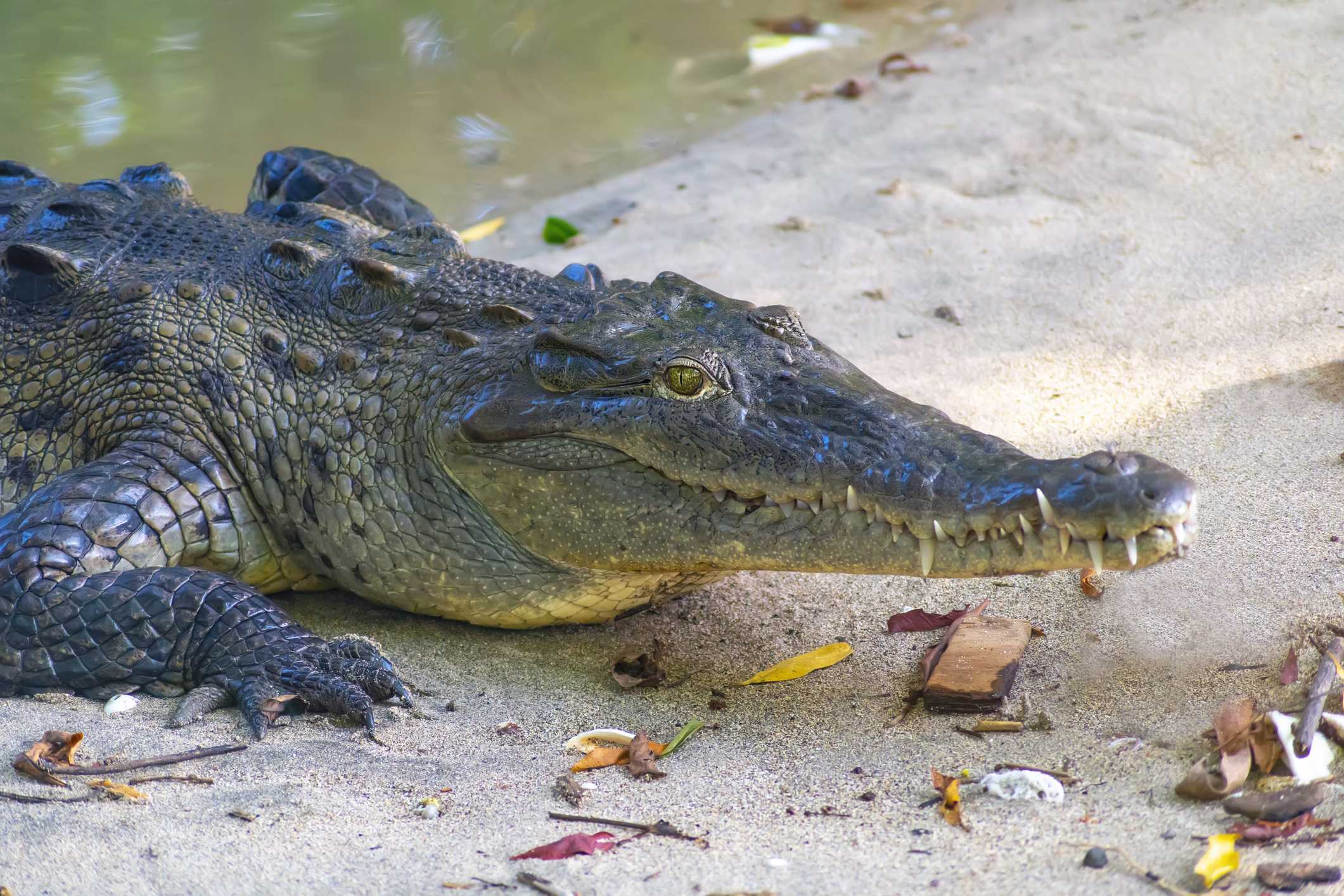 Florida crocodile dies from lead poisoning in first-of-its-kind case, officials say — WESH 2 Orlando, Oviedo Community news