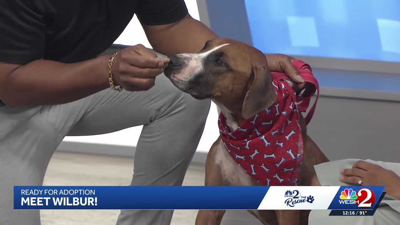 WESH 2 the Rescue: Wilbur from Seminole County Animal Services is ready for adoption — WESH 2 Orlando, Oviedo Community news
