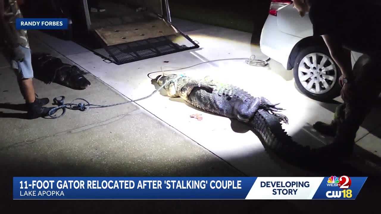 11-foot gator removed from Lake Apopka property after 'stalking' couple — WESH 2 Orlando, Oviedo Real Estate news
