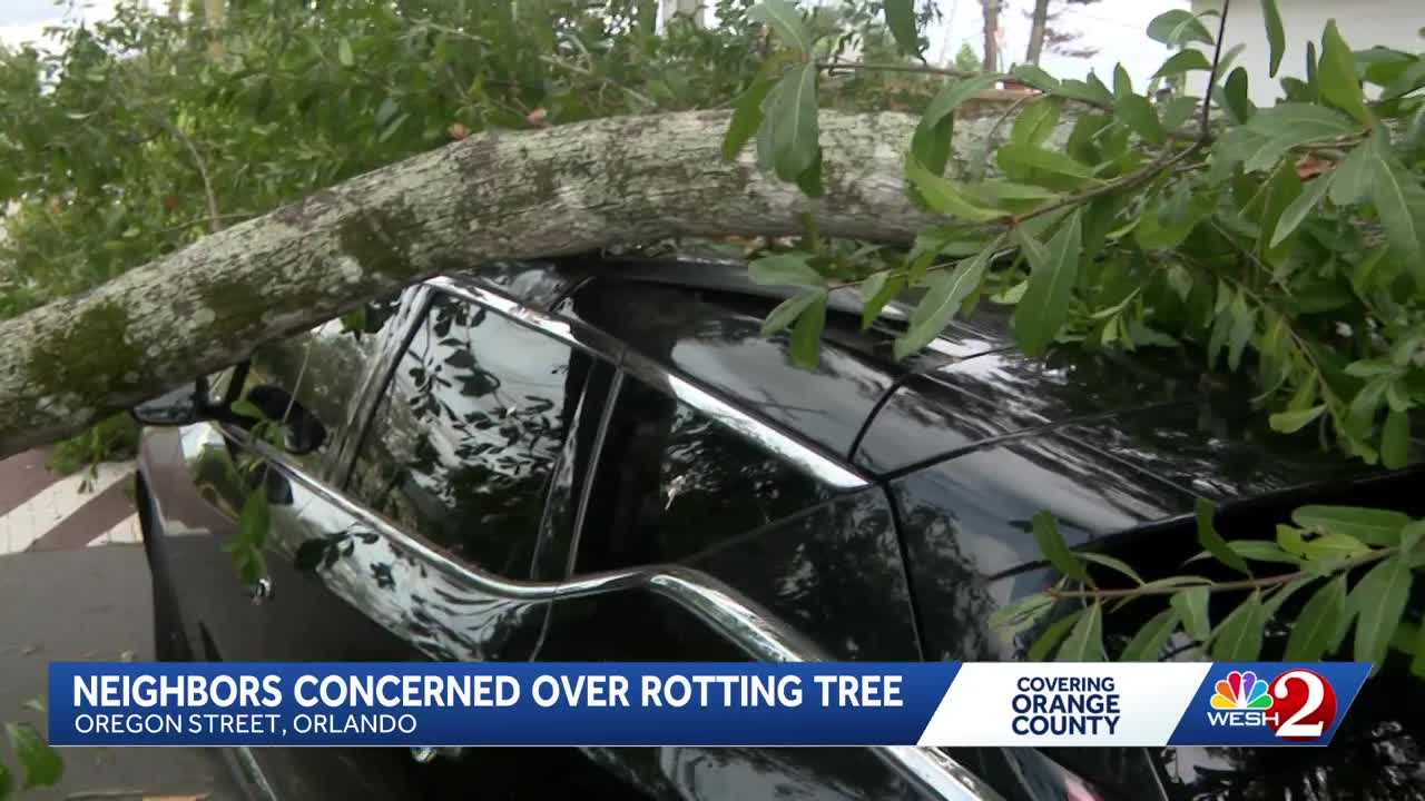 Orlando neighbors demand removal of rotting tree after it crushes car — WESH 2 Orlando, Oviedo Community news