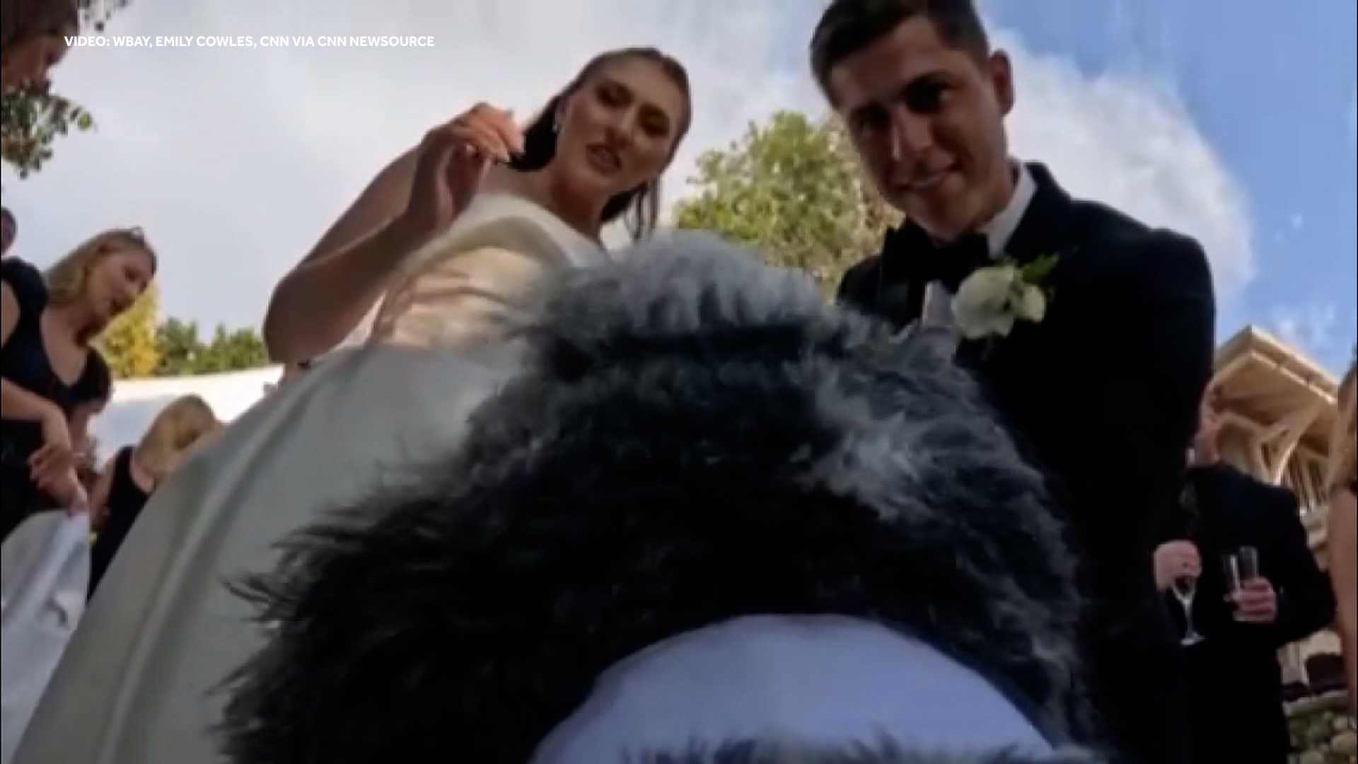 TOO CUTE: Four-legged wedding videographer named Swayze steals the show — WESH 2 Orlando, Oviedo Community news