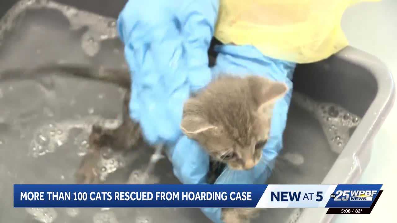 More than 100 cats rescued from hoarding situation in Port St. Lucie — WPBF West Palm Beach, Oviedo Health news