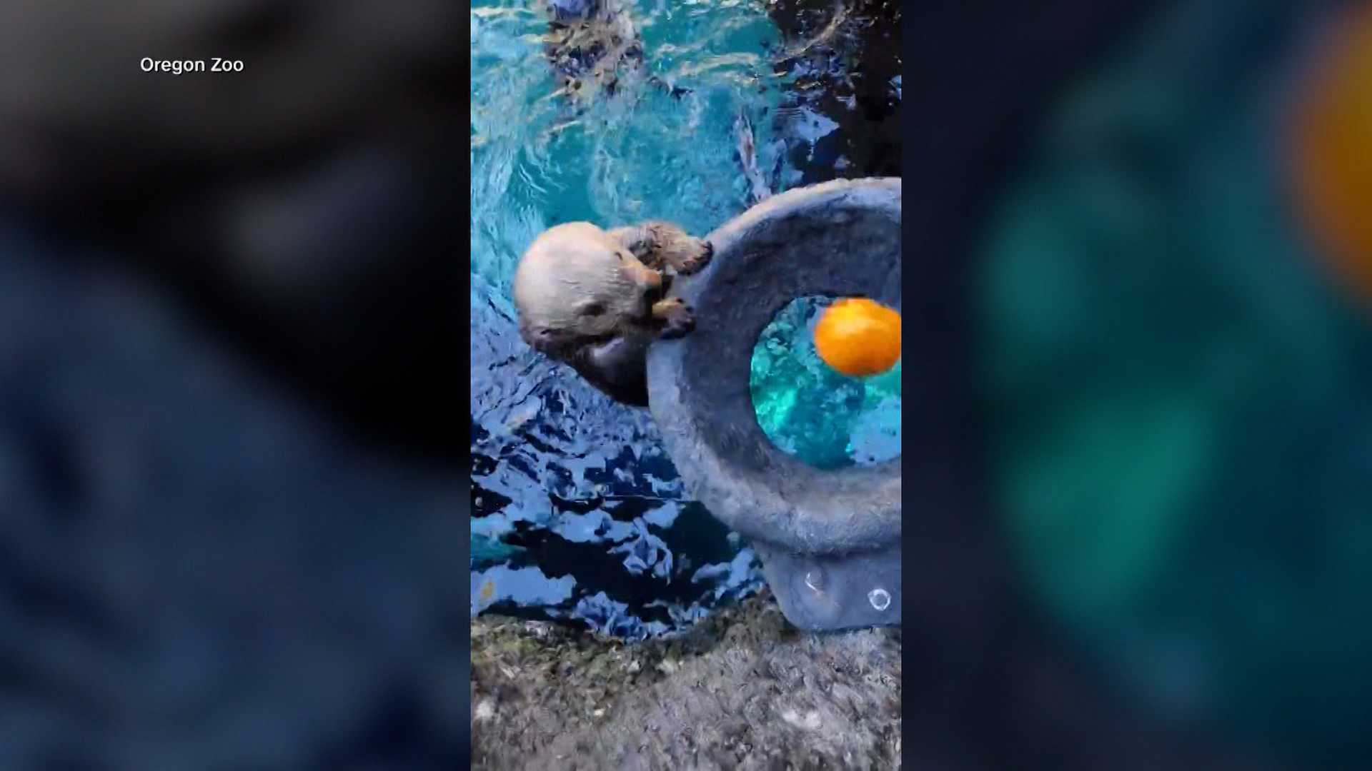 'GOURD TIMES': Watch as sea otters go 'Pumpkin Dunkin' in a zoo's adorable Halloween tradition — Oviedo Community news