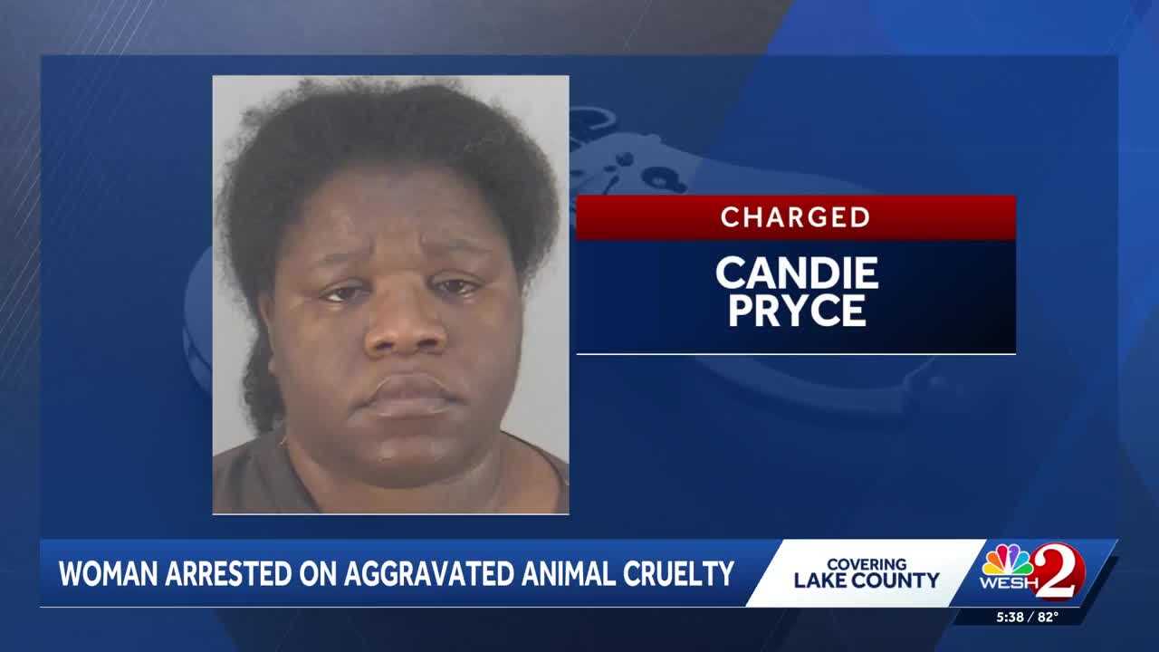 Eustis woman accused of shaking roommate’s cat off towel, leaving it motionless — Oviedo Community news
