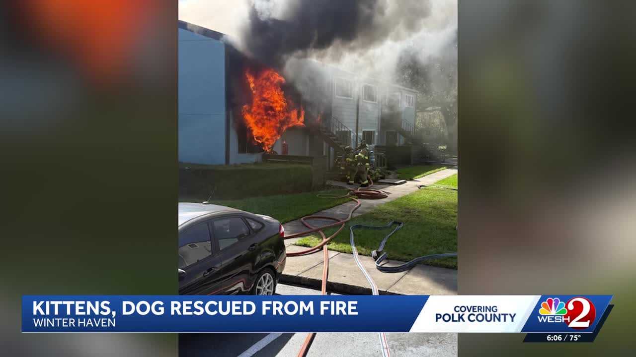 Dogs, kittens rescued from Winter Haven apartment fire — WESH 2 Orlando, Oviedo Community news