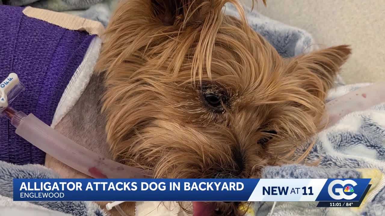 Yorkie survives alligator attack in Florida, faces long recovery — WESH 2 Orlando, Oviedo Community news