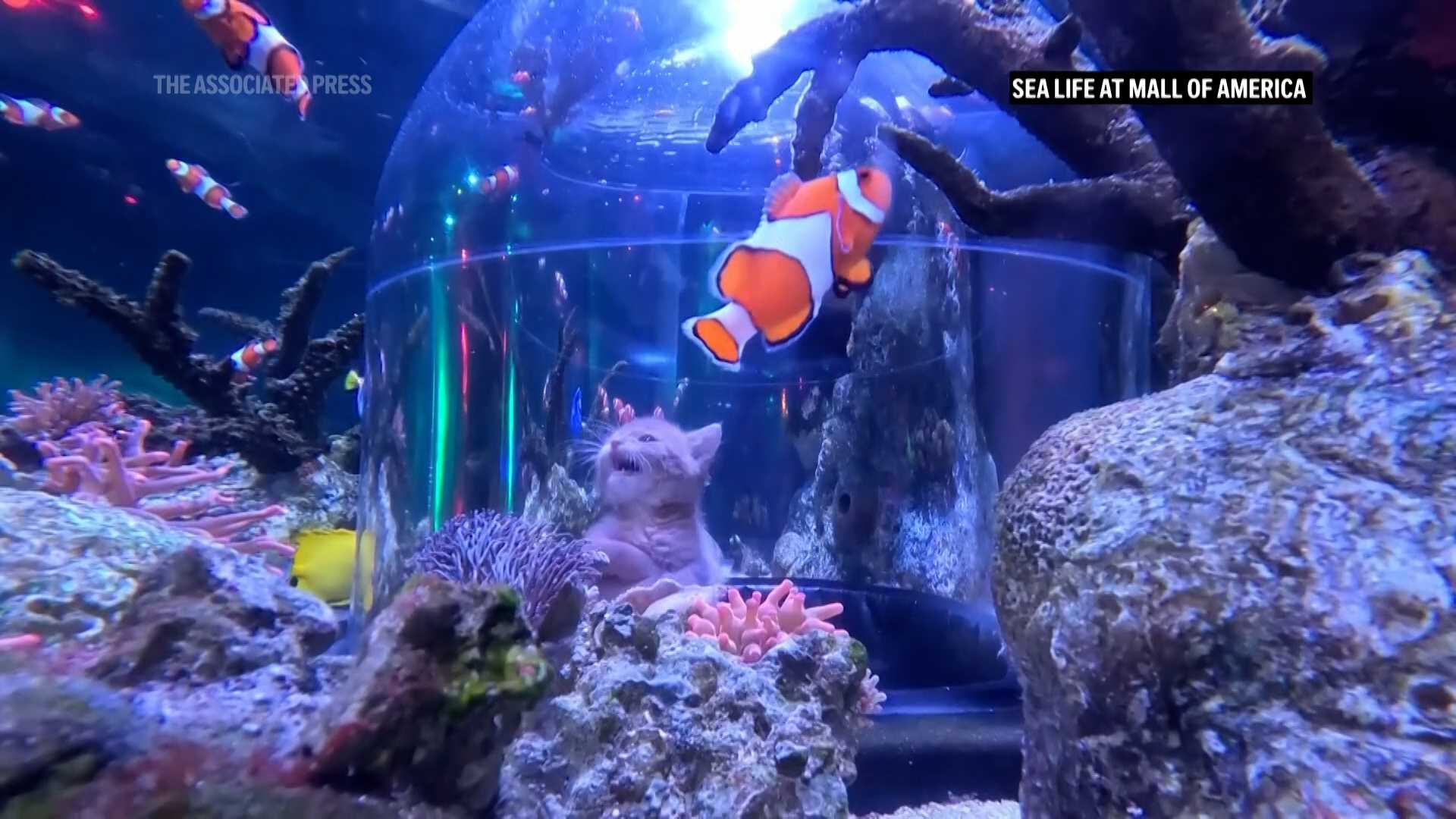 VIDEO: Orphaned kittens meet sharks on aquarium field trip at the Mall of America — WESH 2 Orlando, Oviedo Community news