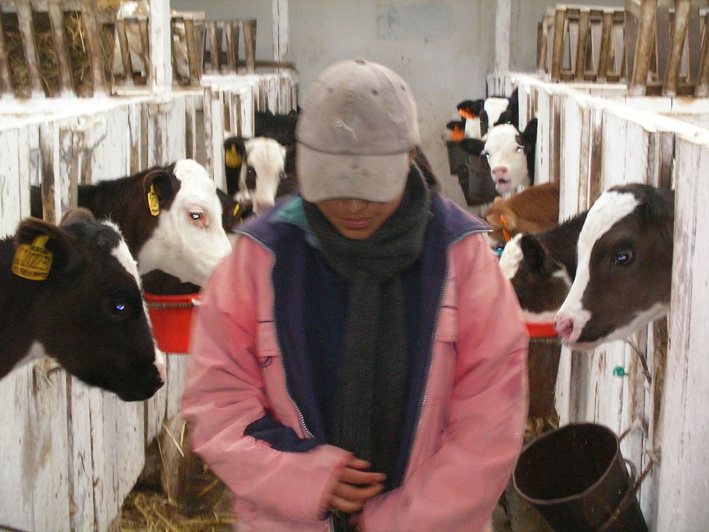 Dairy checkoff launches initiative to showcase modern farms — KFGO
