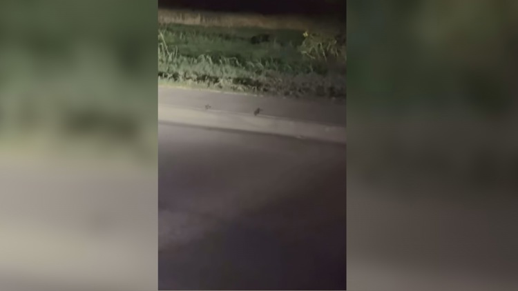 Viral video of 'black panther' in Midland sparks debate despite expert skepticism — NewsWest 9 (Permian Basin), Oviedo Schools news