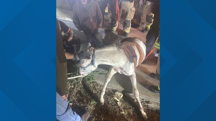 Plano firefighters rescue horse trapped in drainage ditch after escaping near Highway 121 — WFAA (Dallas-Fort Worth), Oviedo Community news
