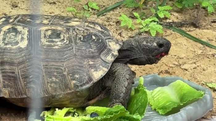 Nearly 7,000 gopher tortoises moved in 5 years across Lake, Orange counties. Where did they go? — ClickOrlando Local, Oviedo Real Estate news