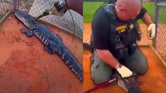 Alligator discovered at Central Florida high school campus, deputies say — ClickOrlando Local, Oviedo Schools news